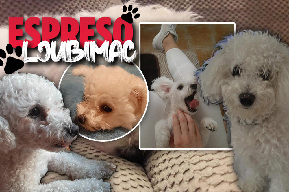 "KLANJAJTE MI SE, SMRTNICI!" Đina iz Kotora je sitna, ali MOĆNA! Bela PUFNA kojoj je teško ODOLETI! (FOTO)