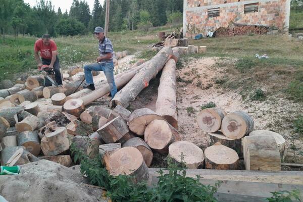 "DRVEĆE KOJE JE MOJ BABO POSADIO...": Potresna PORUKA Novopazarca čiji je OTAC dobio MOŽDANI UDAR zbog SEČE DRVEĆA!