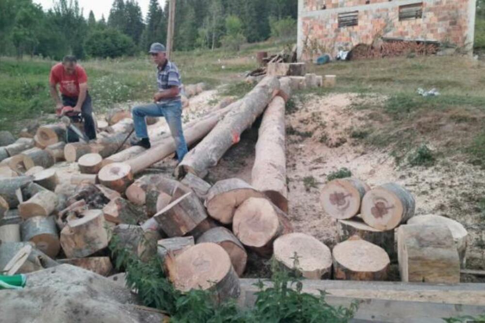 KRISTILI SE KAD SU VIDELI TRUPAC: Ćirovićima se ukazao neviđen ZNAK U DRVETU (FOTO)