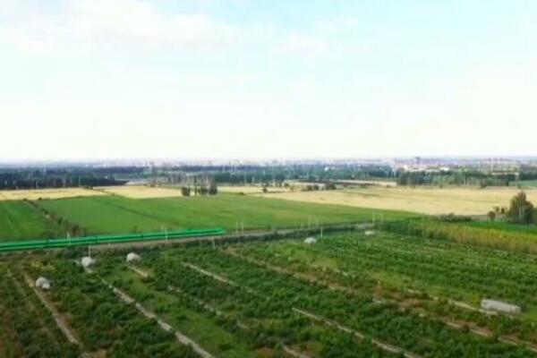 KINA: Ova izgleda berba bresaka u Sinđijangu (VIDEO)