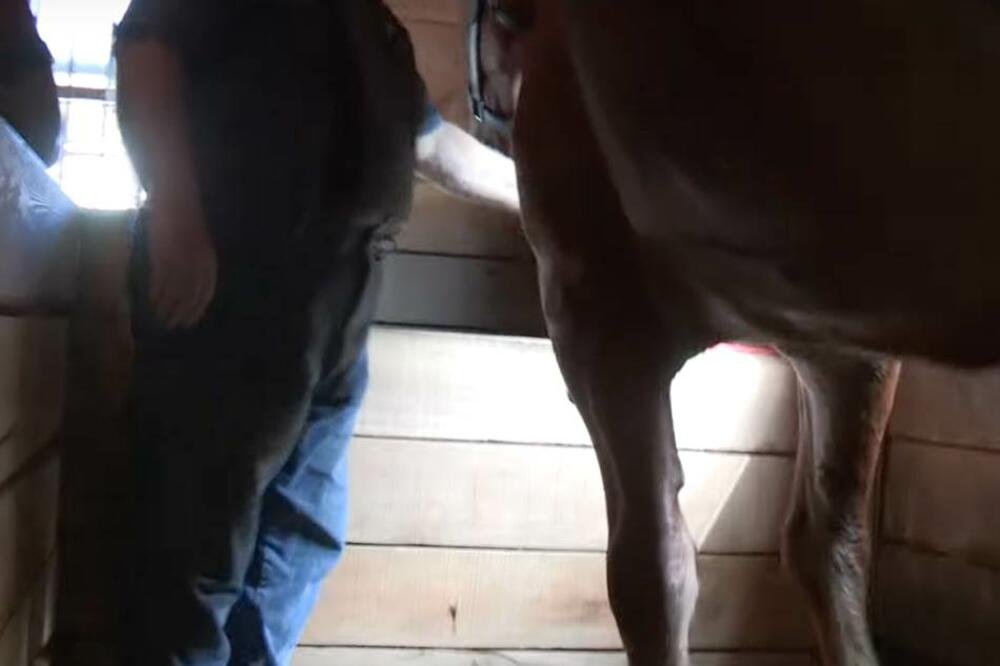 NAMAMIO PONIJA ŠARGAREPOM PA GA SILOVAO! A onda su u njegovom telefonu pronašli OGAVNU STVAR