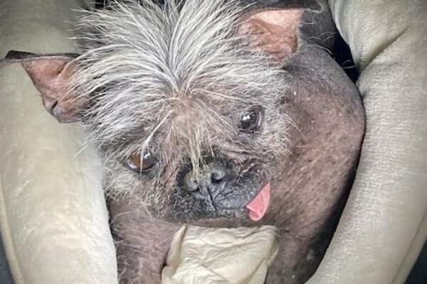 DA LI BISTE GA POMAZILI? Ovo je zvanično NAJRUŽNIJI PAS na svetu! (FOTO)