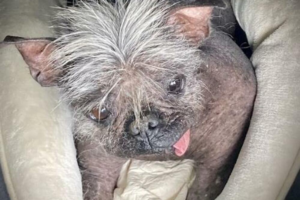 DA LI BISTE GA POMAZILI? Ovo je zvanično NAJRUŽNIJI PAS na svetu! (FOTO)