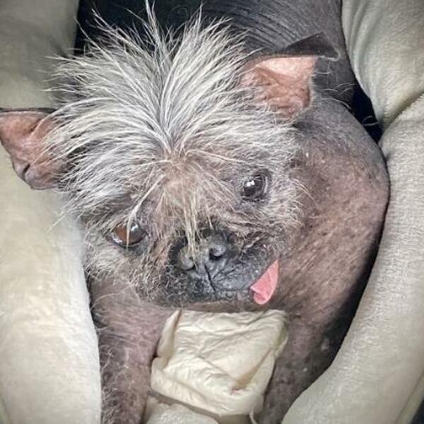 DA LI BISTE GA POMAZILI? Ovo je zvanično NAJRUŽNIJI PAS na svetu! (FOTO)