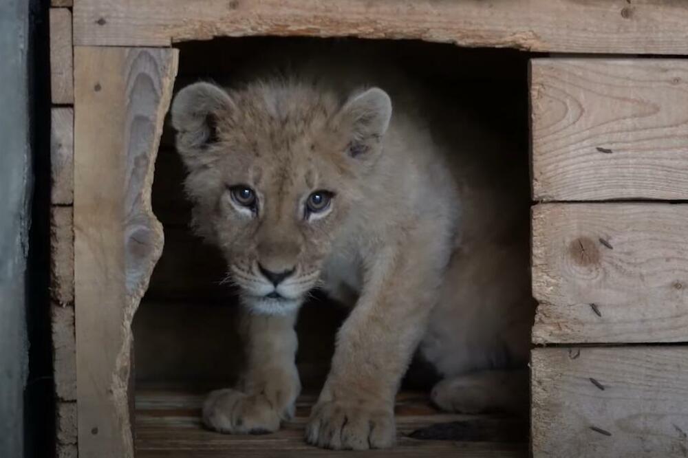EVO KO RAZOTKRIVA ŠVERCERE EGZOTIČINH ŽIVOTINJA: Sve je u rukama TAKOZVANOG "JSEK-a"