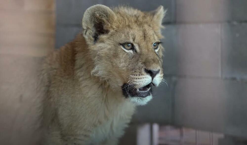 Lav, Simba, Lav Simba, Lav Nikola