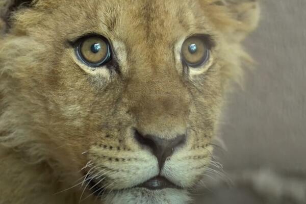 SEĆATE SE LAVIĆA IZ BUDVE? Ceo region STRAHOVAO zbog njega, a gledajte ga samo SADA, nosi MOĆNO IME (FOTO)