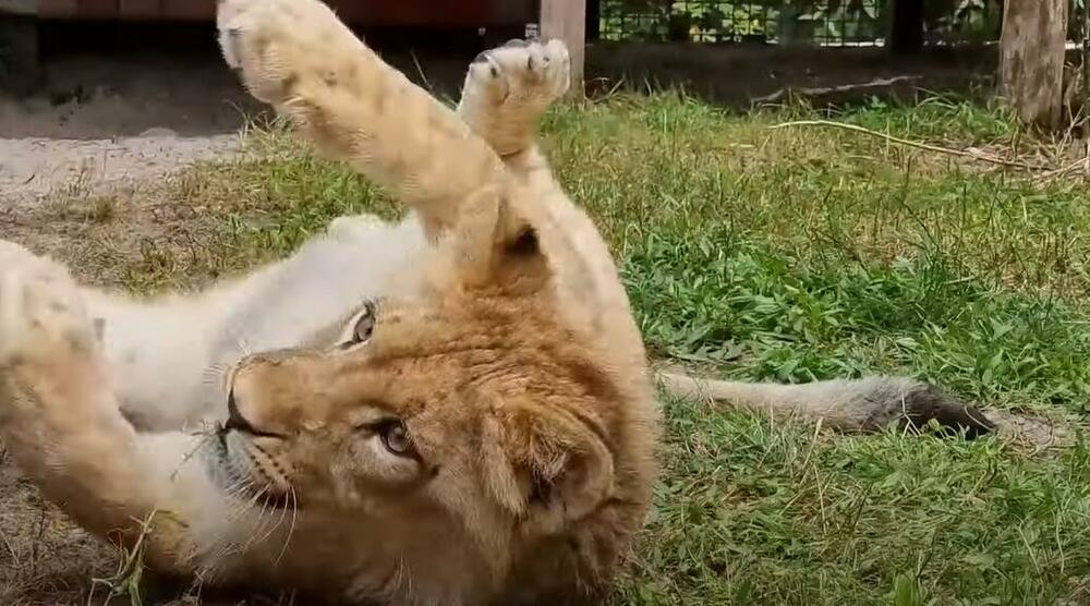 Lav, Simba, Lav Simba, Lav Nikola