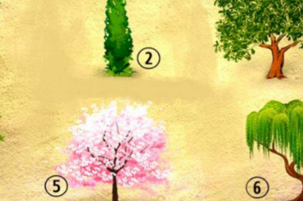 BRZI TEST - Izaberite jedno od STABALA: Nosi TAJNU PORUKU samo za vas (FOTO)