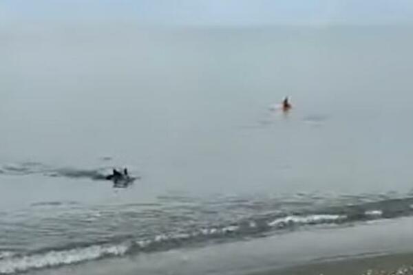 JEZIVO STVORENJE IZLETELO IZ VODE: Trči PREMA PLIVAČIMA, nastala DRAMA NA PLAŽI, ljudi u PANICI (VIDEO)