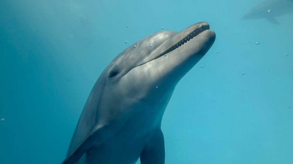 Delfin, More