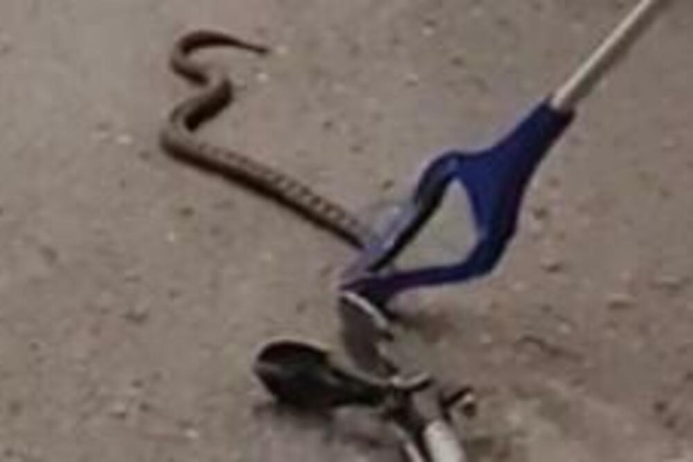 BACIO OKO NA ZMIJU PA ONA NA NJEGA! Incident dobio TRAGIČAN epilog, GREŠKA neće biti ZABORAVLJENA (FOTO)