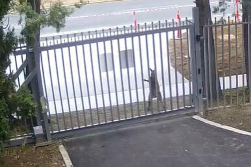 NEVALJALAC POKUŠAO DA UPADNE U RUSKU AMBASADU! Pogledajte HIT incident, NIJE u pitanju ČOVEK (VIDEO)