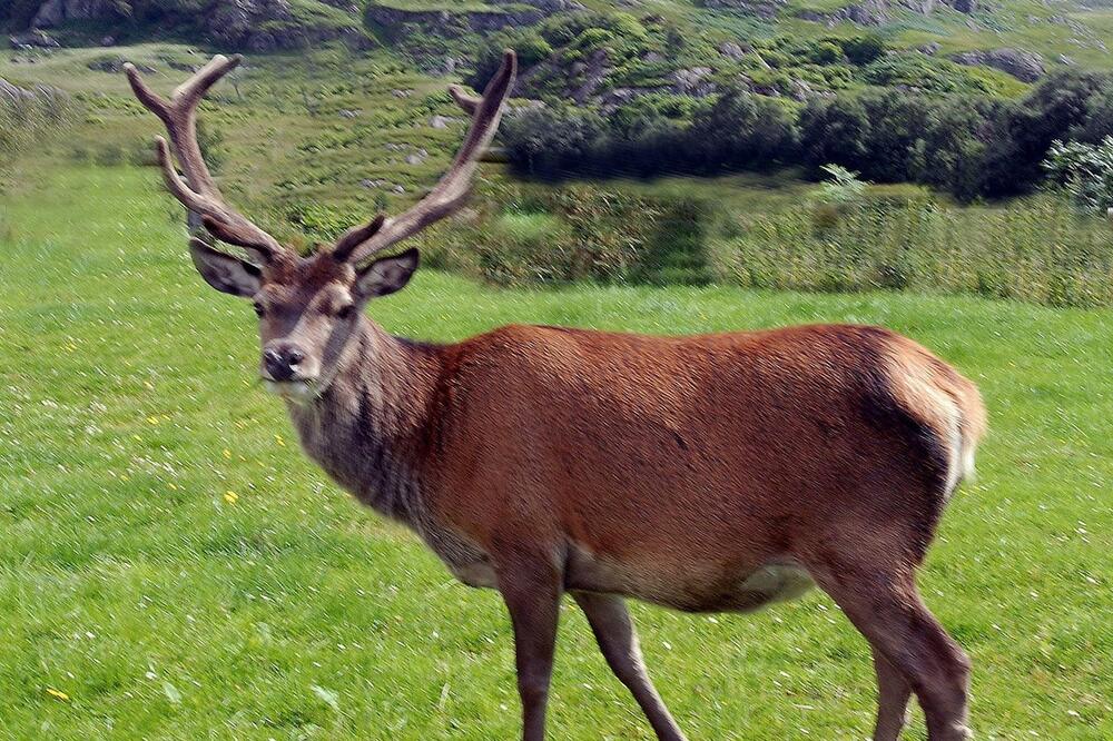 SLIKAO JE PRIRODU I UHVATIO JELENA: Kad je došao kući i pogledao fotku, bukvalno mu je pozlilo (VIDEO)
