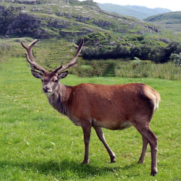 SLIKAO JE PRIRODU I UHVATIO JELENA: Kad je došao kući i pogledao fotku, bukvalno mu je pozlilo (VIDEO)