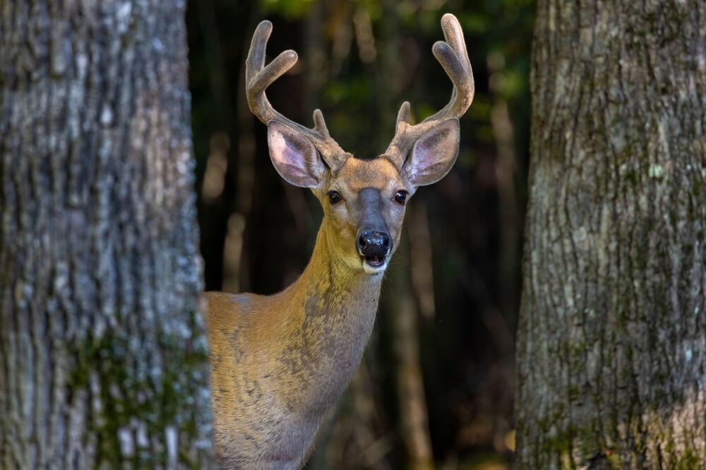 BEOGRAĐANIN RANIO JELENA KOD ZRENJANINA: Uhapšen je zbog NEZAKONITOG LOVA