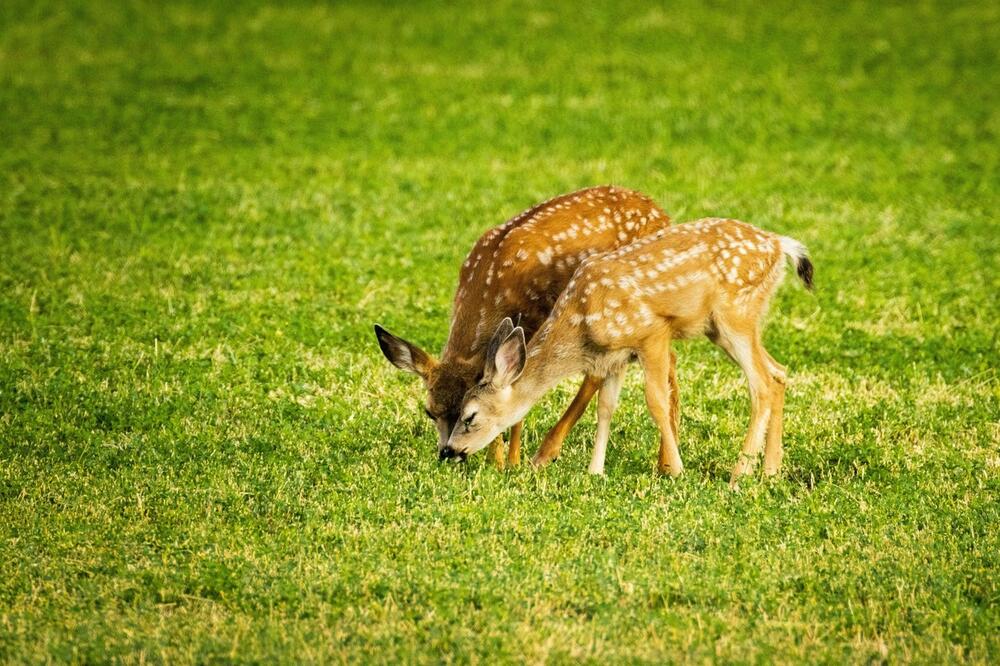 Nemoćno da preživi, a onda se pojavio tihi heroj: Brinuo o njemu, hranio ga, sada se vratio gde pripada - u prirodu