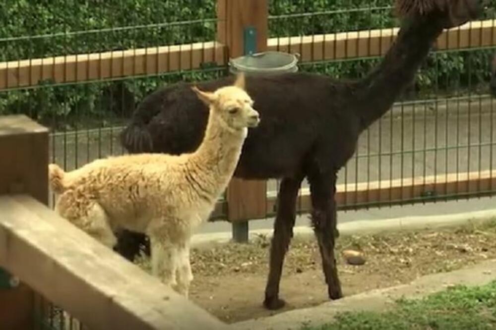 ZOO VRT VAM ZADAJE ZADATAK: Smislite ime novoj PRINOVI ALPAKE, budite KREATIVNI, stigla bebaaaa!