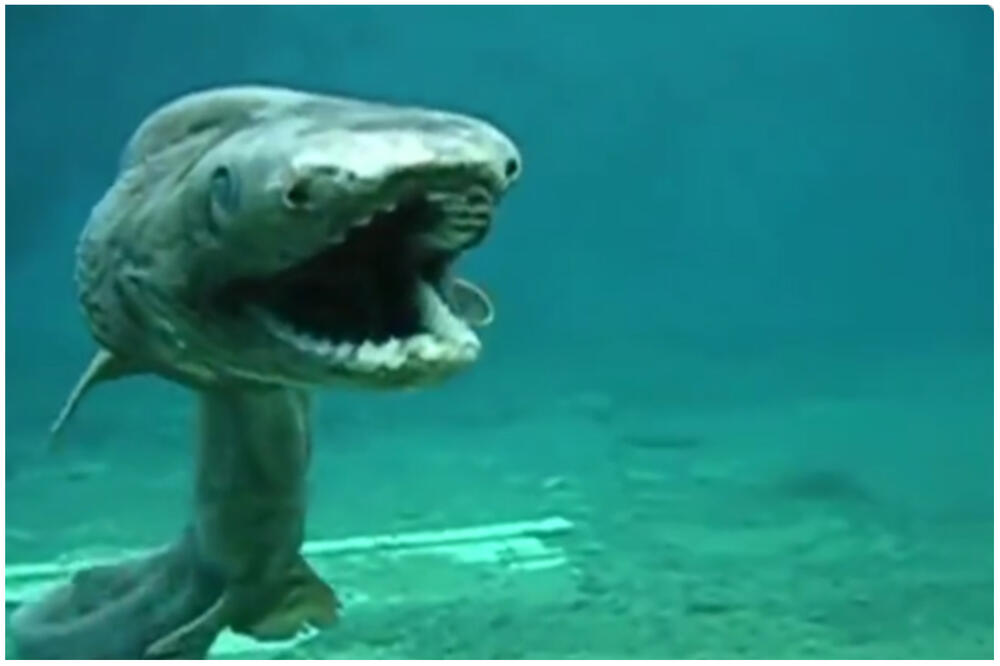 U MORU SNIMLJEN PREDATOR, KAMERA ZABELEŽILA JEZIV TRENUTAK: Pogledajte kako se POMERA, ne može UŽASNIJE! (VIDEO)