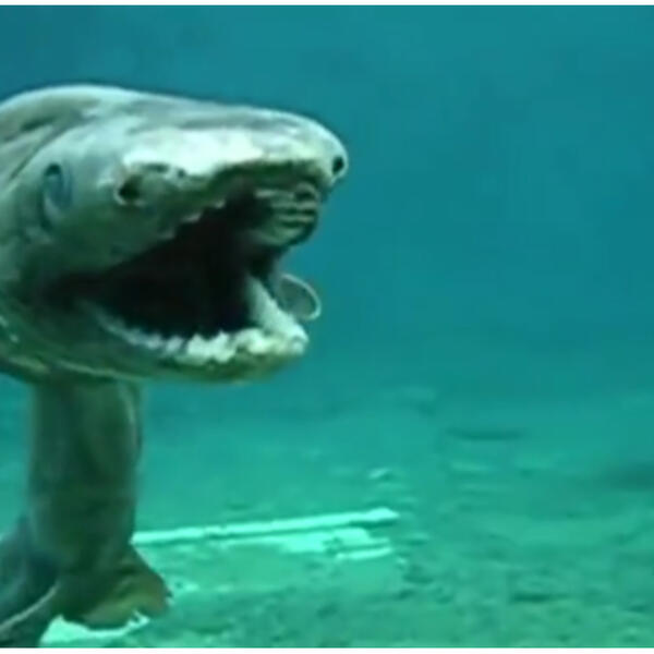 U MORU SNIMLJEN PREDATOR, KAMERA ZABELEŽILA JEZIV TRENUTAK: Pogledajte kako se POMERA, ne može UŽASNIJE! (VIDEO)