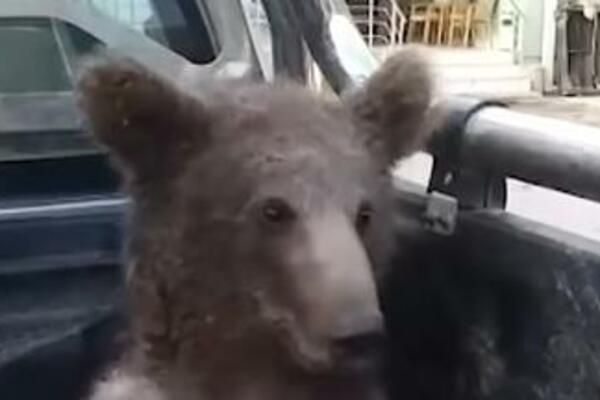 "PIJANI MEDVED" POLUDEO OD MEDA! Pogledajte LUDILO koje je IZAZVALA ta supstanca! (VIDEO)