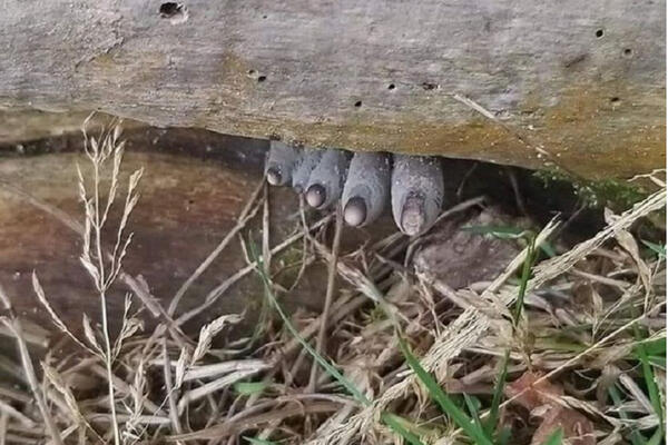 PRSTI MRTVACA PORED PUTA, PROLAZNICI SE SLEDILI: Istina o njima je za HOROR FILM (FOTO)