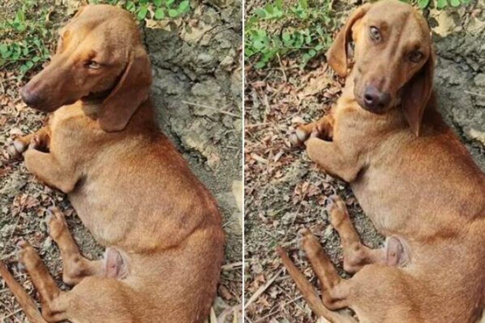 JAZA JE MRŠAV TOLIKO DA GA JE BOLNO GLEDATI: Niko ga neće, a samo želi nekoga da VOLI, hajde da mu nađemo DOM! FOTO