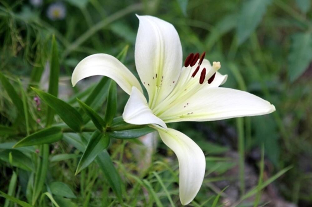 SMATRA SE DA JE NASTAO OD ISUSOVIH SUZA: Ovaj cvet privlači sreću i blagostanje, a zovu ga i BOGORODIČIN CVET