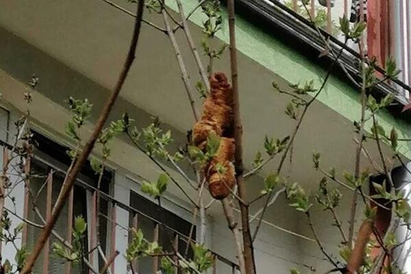 ZBOG UŽASNOG STVORENJA NIKO NE OTVARA PROZOR! Žena zvala UPOMOĆ, stoji tu već 2 dana (FOTO)