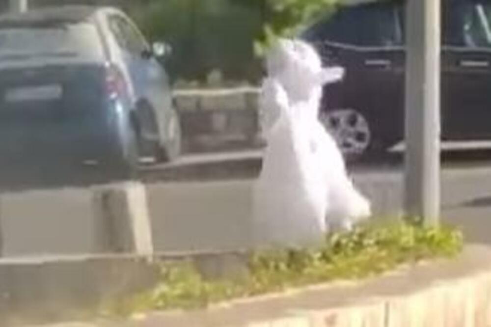 URNEBESAN SNIMAK IZ HRVATSKE! Časna sestra SNIMLJENA U AKCIJI NASRED ULICE, prolaznici se krstili s obe ruke VIDEO