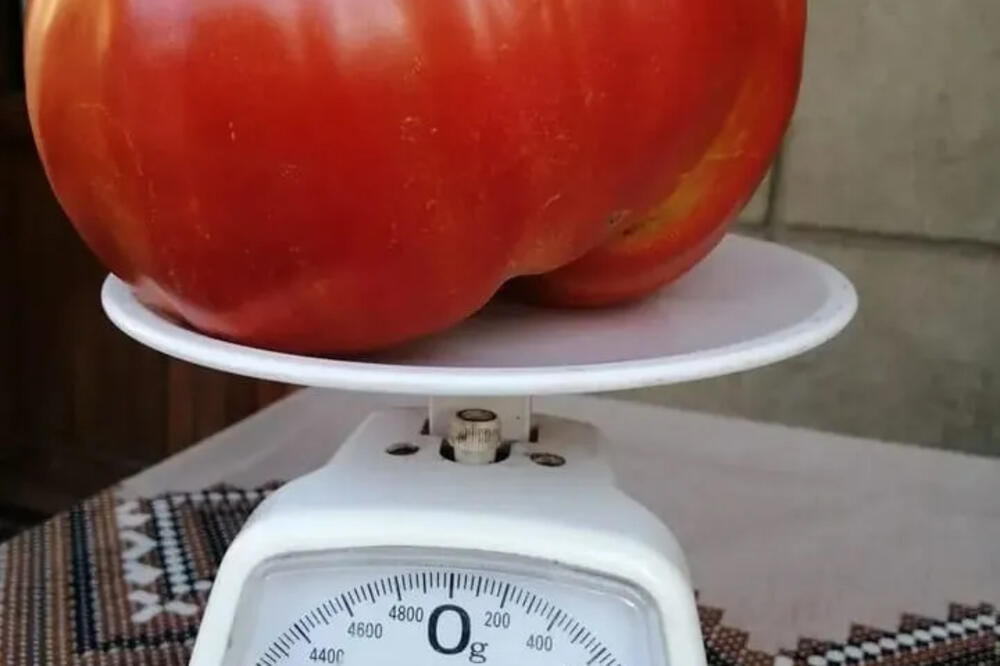 Žene masovno odlepile za novom paradajz dijetom: Drži se samo 6 dana, sav višak kilograma i sala će se istopiti