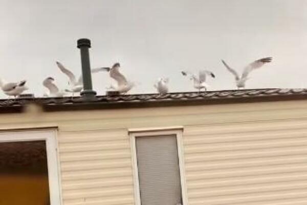 CELU NOĆ SU PRAVILI BUKU KOMŠIJAMA, A ONDA IM JE ONA ZAČEPILA USTA: Ono što ih je UJUTRU probudilo pričaće DANIMA