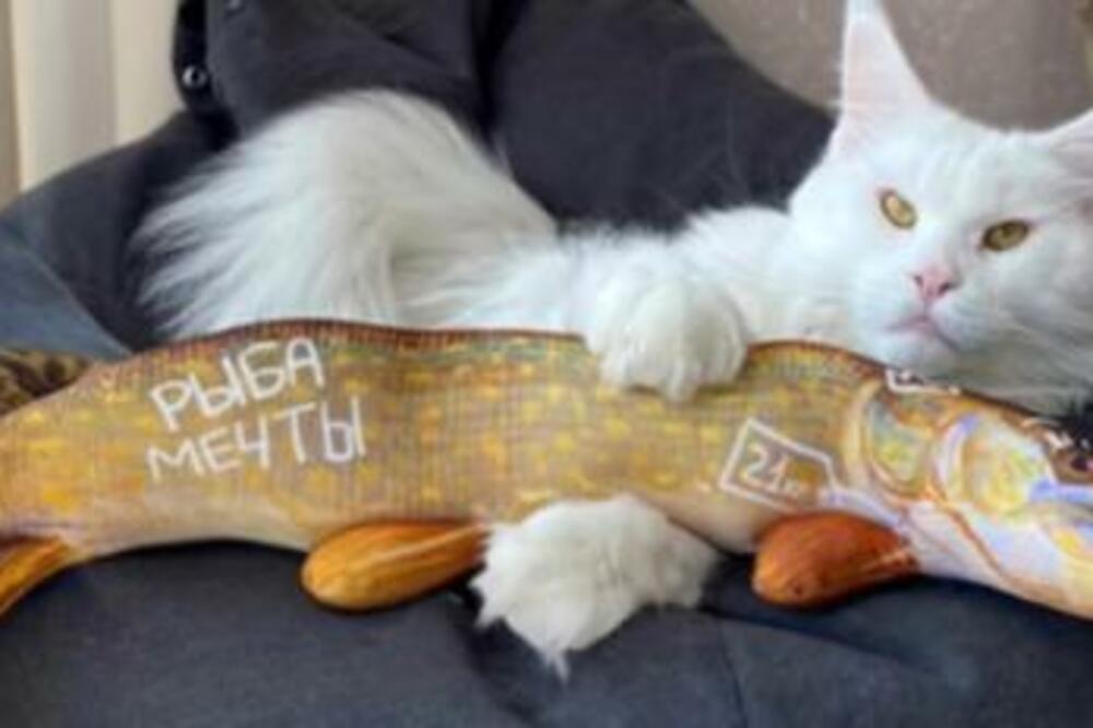 PORODICA IZ RUSIJE IMA NAJVEĆEG MAČKA NA SVETU! Veća i od DETETA, ZA NEPOVEROVATI (FOTO)