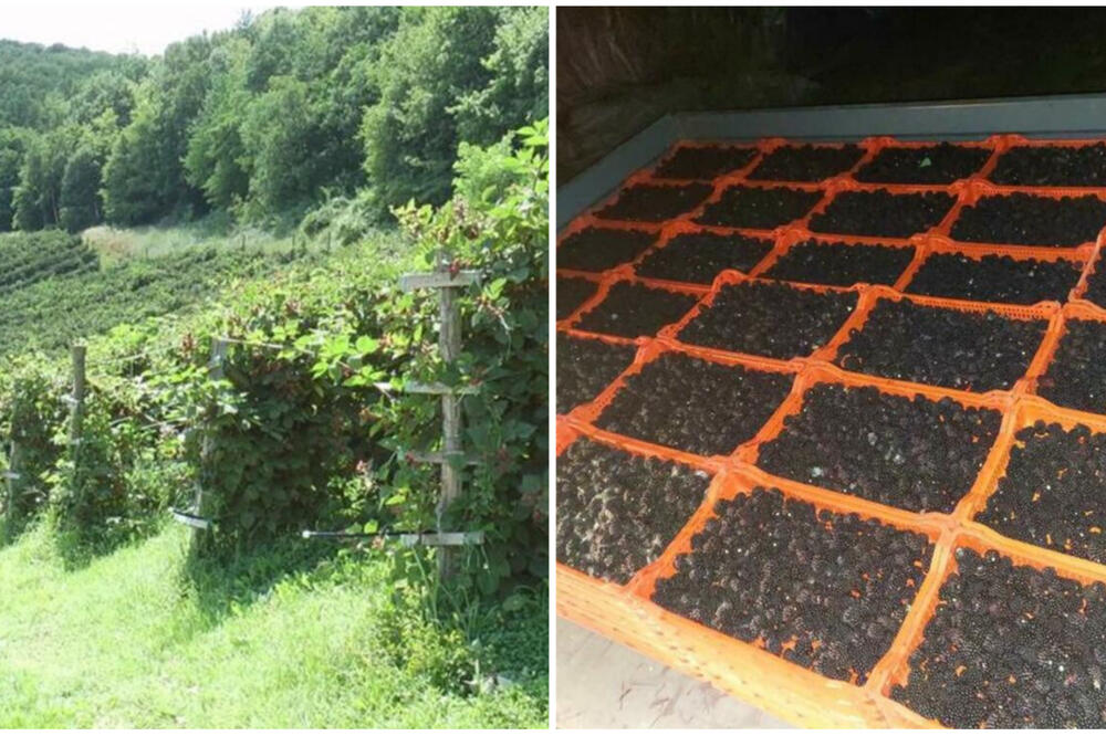 GORKO SE KAJU SVI KOJI SU JE POSEKLI, OVA VOĆKA JE SAD TRAŽENIJA OD MALINE: Sve što se nabere ODMAH SE PRODA (FOTO)