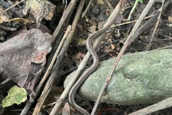 KAMUFLAŽA- LEVEL PRO! Oni su PROFESIONALCI u svojoj IGRI, pazite gde STAJETE (FOTO)