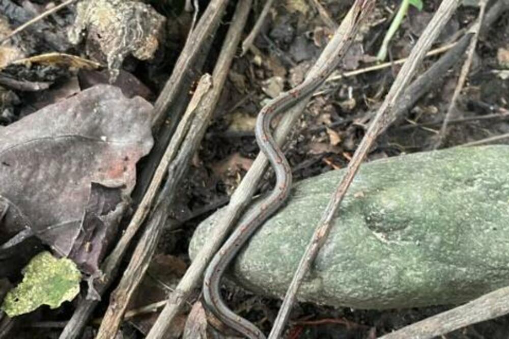 KAMUFLAŽA- LEVEL PRO! Oni su PROFESIONALCI u svojoj IGRI, pazite gde STAJETE (FOTO)