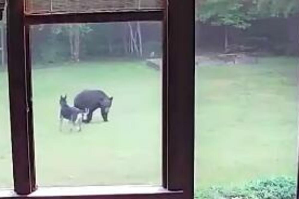 UHVATILA PSA KAKO SE IGRA SA OVOM ŽIVOTINJOM: Srce joj je stalo na trenutak od STRAHA! (VIDEO)