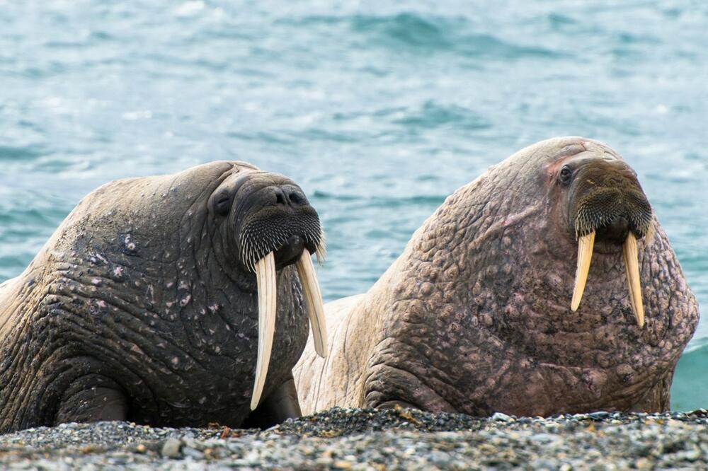 SPOMENIK ZA MORŽICU FREJU! Evropska zemlja PRIKUPLJA novac kako bi joj ODALA počast