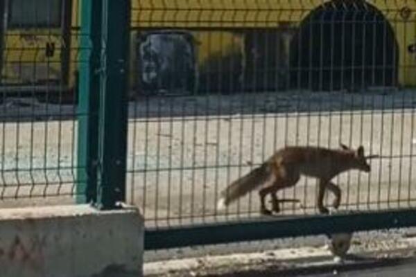 LISICA PROŠETALA GRADOM KAO PAS LUTALICA! Građani ostali u ČUDU (FOTO)