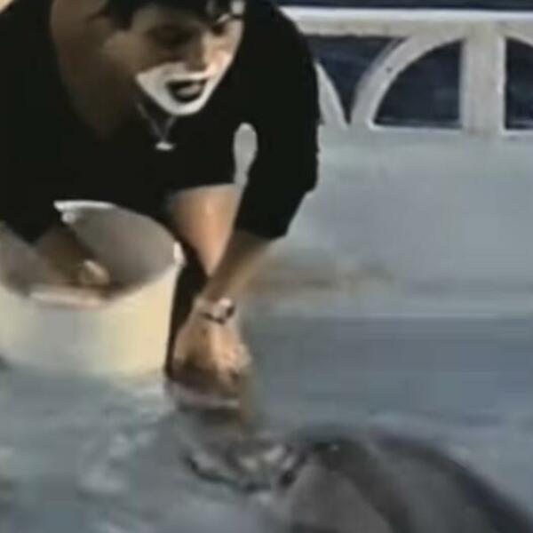 "NIJE MOGAO DA SE KONTROLIŠE, POKAZIVAO JE GENITALIJE": Žena opisala sopstveni ODNOS SA DELFINOM (FOTO)