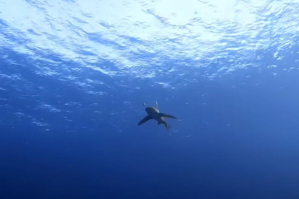 SNIMAK KOJI MORATE GLEDATI NA SOPSTVENU ODGOVORNOST: Ajkula mu bukvalno cepa nogu, vrisak se čuje POD VODOM, horor!