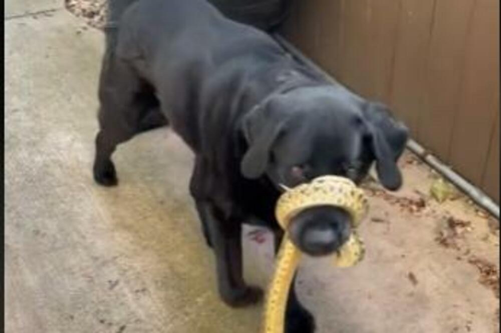 ISPLIVAO SNIMAK KOJI ĆE VAS ZABEZEKNUTI: Zmija se obmotala psu oko NJUŠKE, okršaj trajao dobrih POLA SATA! (VIDEO)