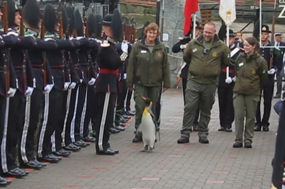 JEDNOG EVROPSKOG KRALJA ČUVAJU PINGVINI: Jedan je čak postao VITEZ, pogledajte kako SALUTIRAJU! (VIDEO)