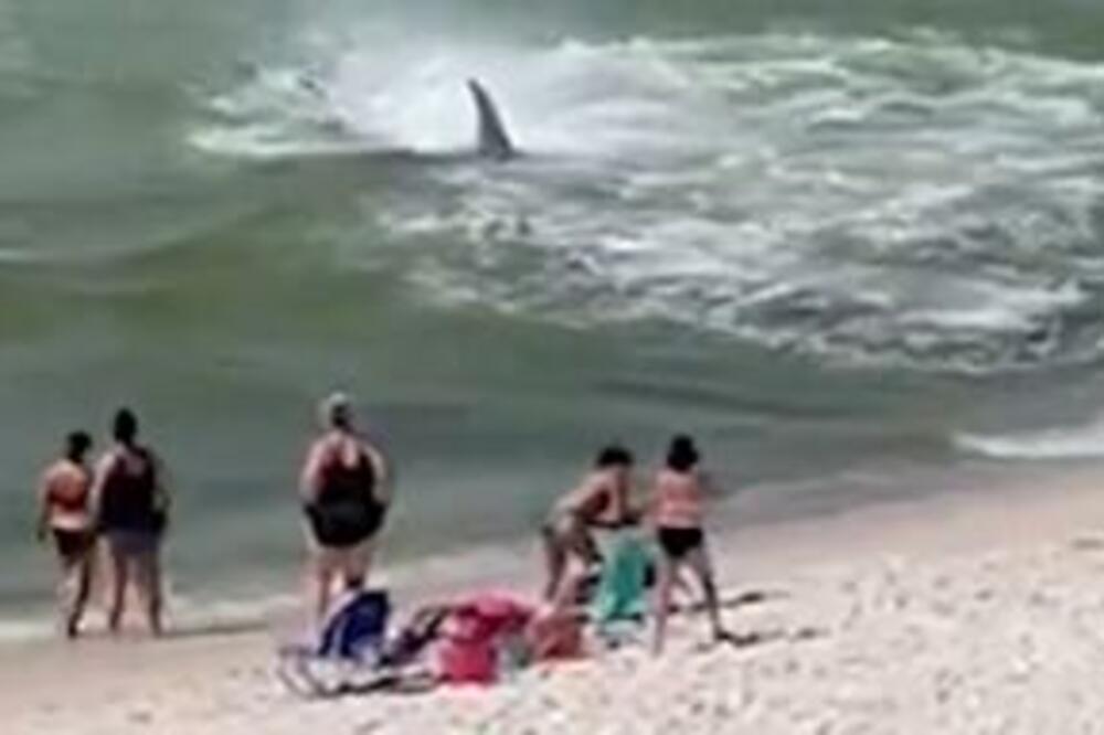 PREDATOR HISTERIČNO KRUŽIO U PLIĆAKU: Taman kad su pomislili da se AJKULA udaljila, usledeo novi HOROR! (VIDEO)