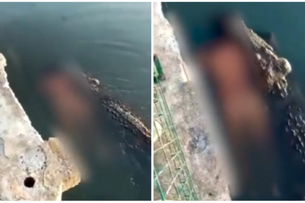 DŽINOVSKI KROKODIL VUKAO TELO ČOVEKA U ČELJUSTIMA! Horor gledajte na svoju ODGOVORNOST! (VIDEO)