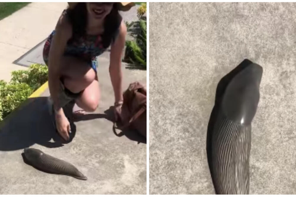 "ZAŠTO BI NEKO TO ŽELEO DA DODIRNE, FUJ": Snimljeno JEZIVO stvorenje, pogledajte samo KOLIKO je ovo ČUDO! (VIDEO)