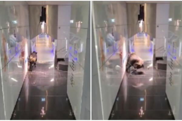 BIK UŠETAO U BANKU, ZAPOSLENI ŠOKIRANI: Pogledajte kako su pokušali da ga ISTERAJU, pa ovo je HIT! (VIDEO)