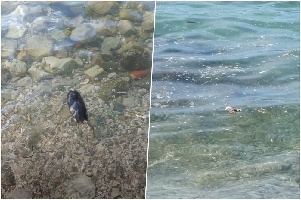 UZNEMIRAVAJUĆ PRIZOR SA PLAŽE U ZADRU: Zgadiće vam se život nakon ovog SNIMKA, pogledajte šta pluta u MORU! (VIDEO)