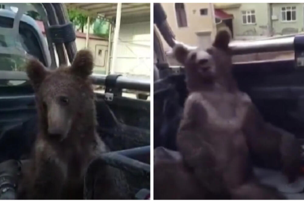 MEDVEDICA SE PREDOZIRALA "LUDIM MEDOM": Rendžeri spasili pogubljenu životinju, nije bila baš PRI SEBI! (VIDEO)