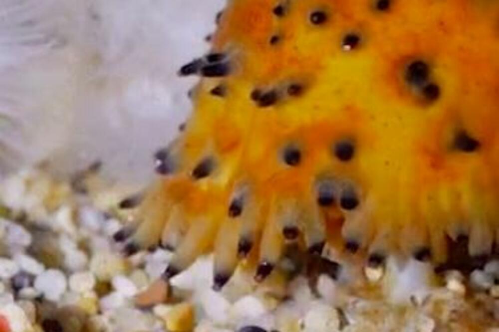 LJUDI RIZIKUJU SVOJE ŽIVOTE U POTRAZI ZA OVIM: Cena otišla u NEBESA, što neobičnije - to SKUPLJE! (FOTO/VIDEO)